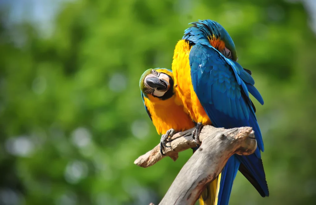 What is the Macaw's Scientific Name