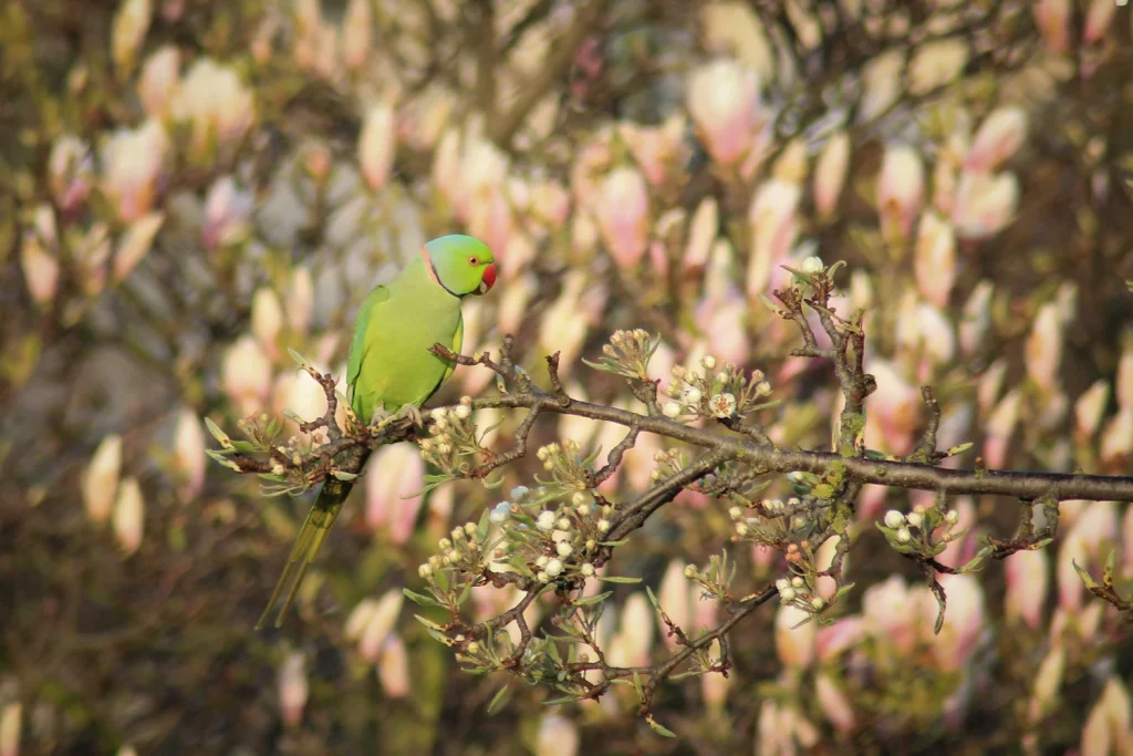 How to Catch a Parakeet Outside