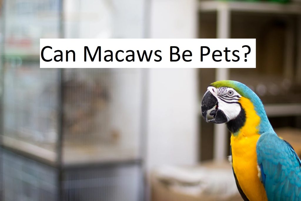 Can Macaws Be Pets?