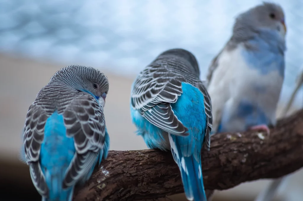 Do Parakeets Like to Be Held?