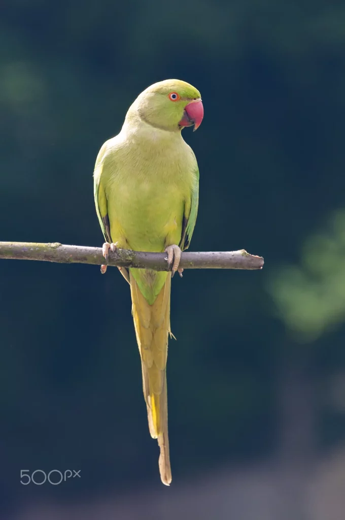 Do Parakeets Like to Be Held?