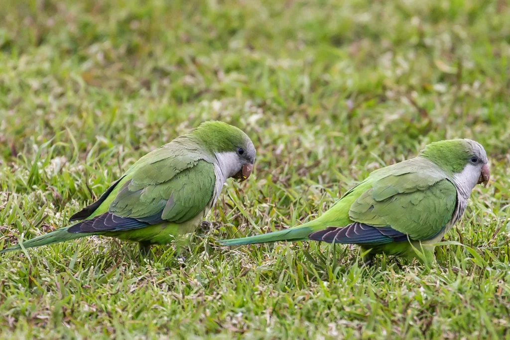 Do Parakeets Like to Be Held?