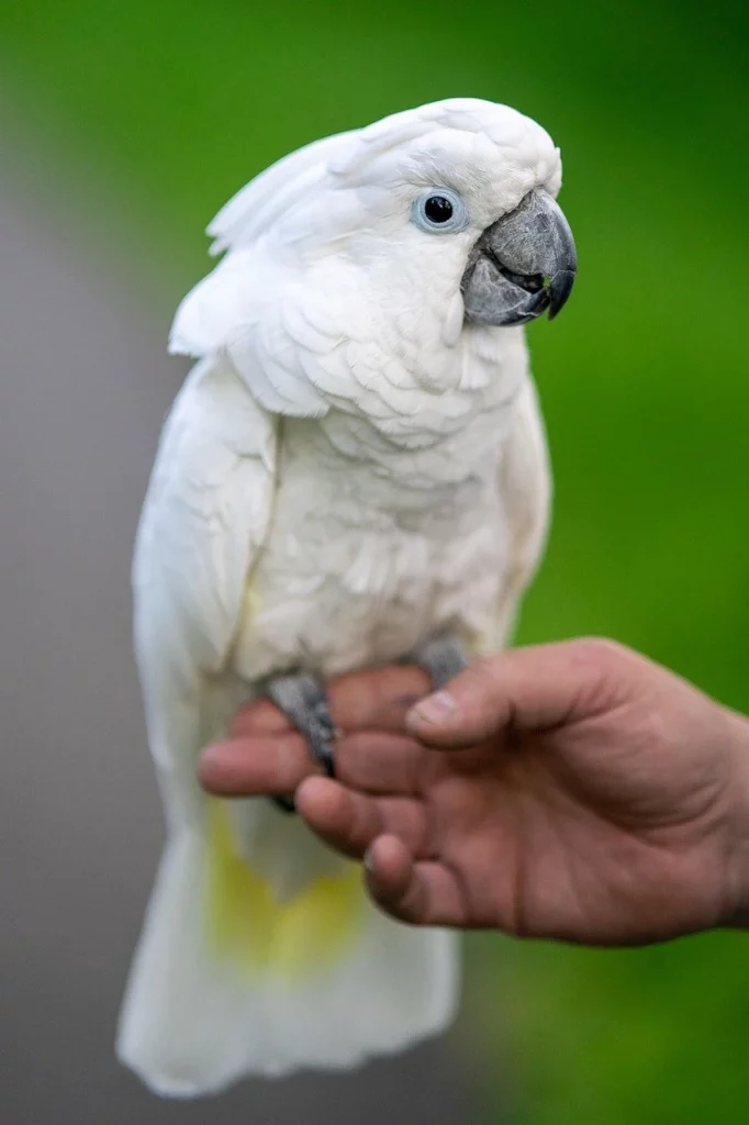 white cockatoo
