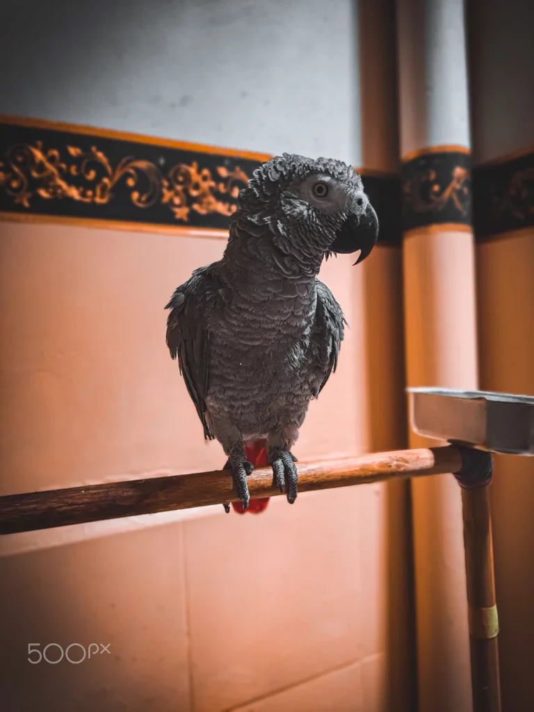 African Grey Baby