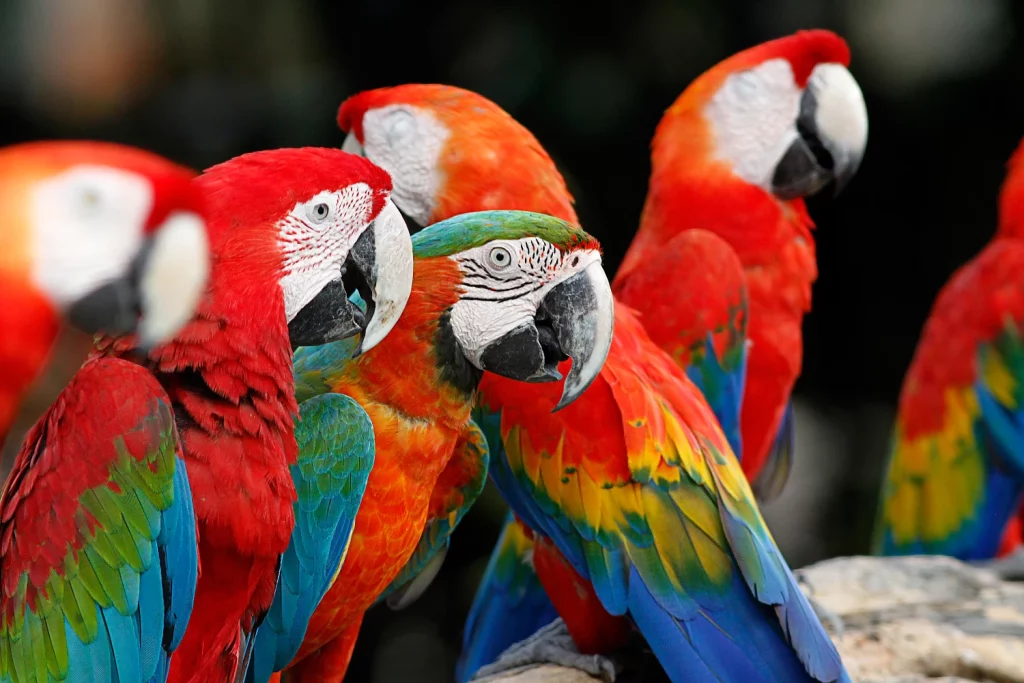What is the Macaw's Scientific Name