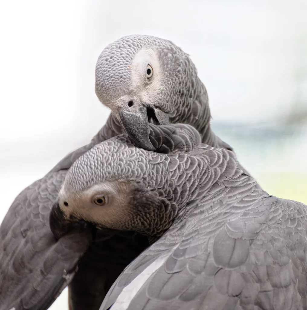 African Grey Baby