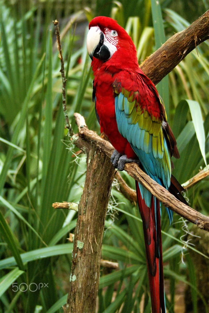 What is the Macaw's Scientific Name