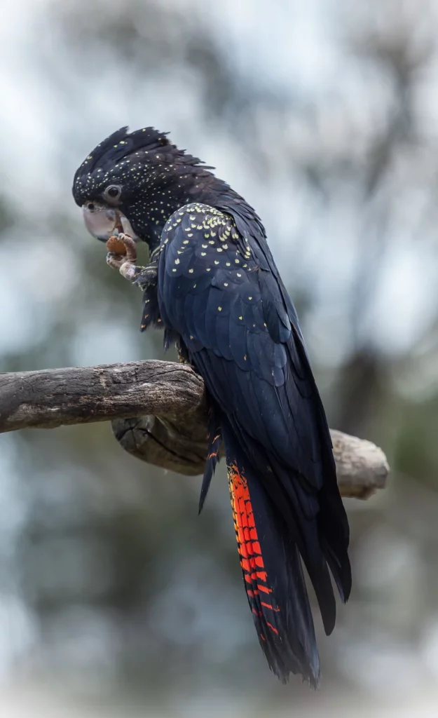 black cockatoo