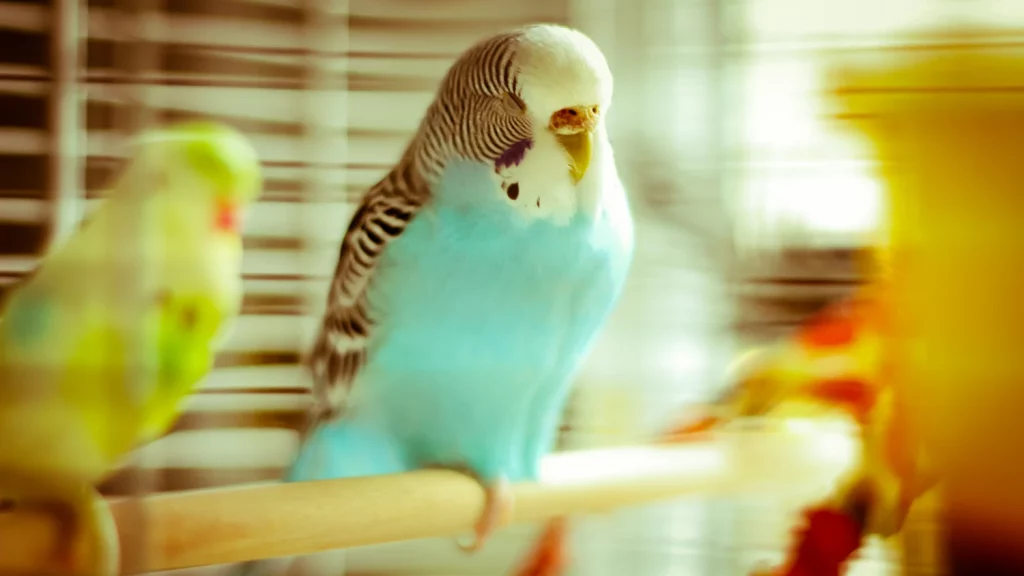 How to Bond With Your Parakeet