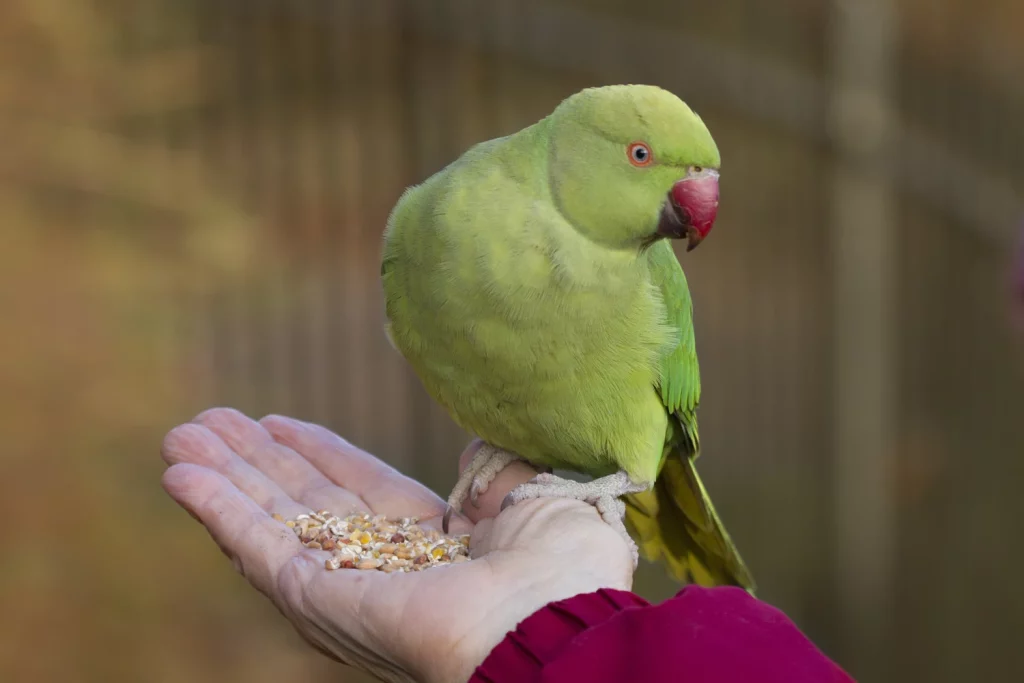 How to Bond With Your Parakeet