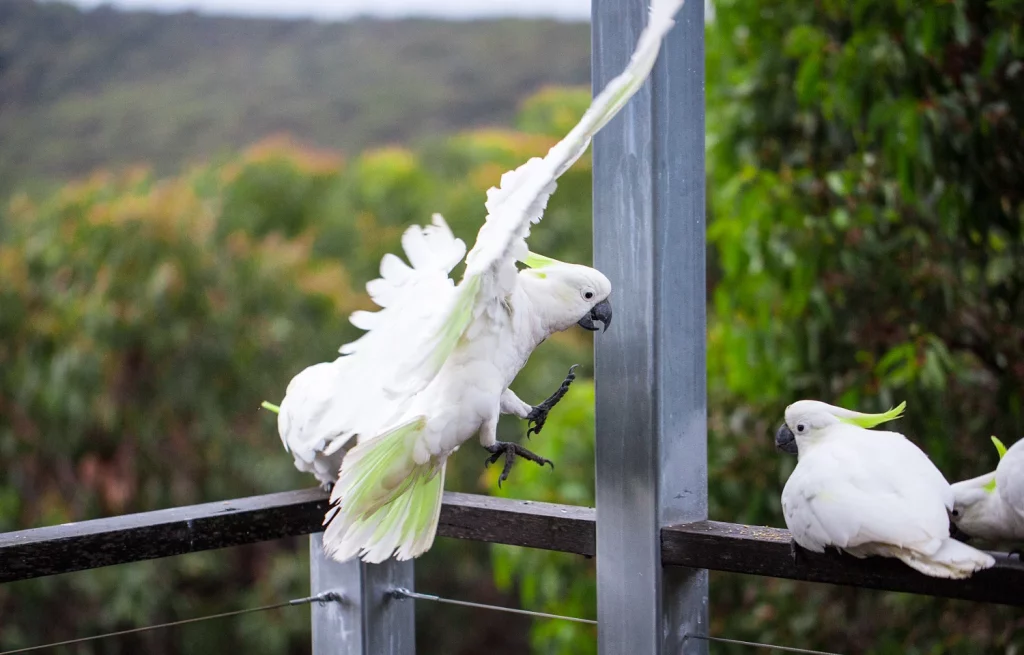 what is a cockatoo