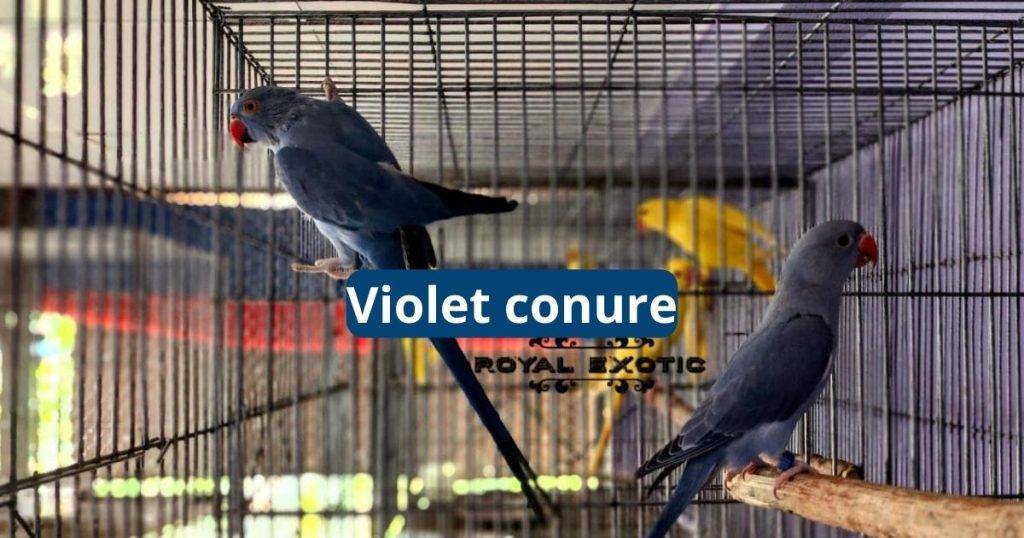 Violet Conure