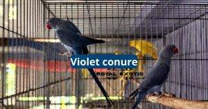 Violet Conure