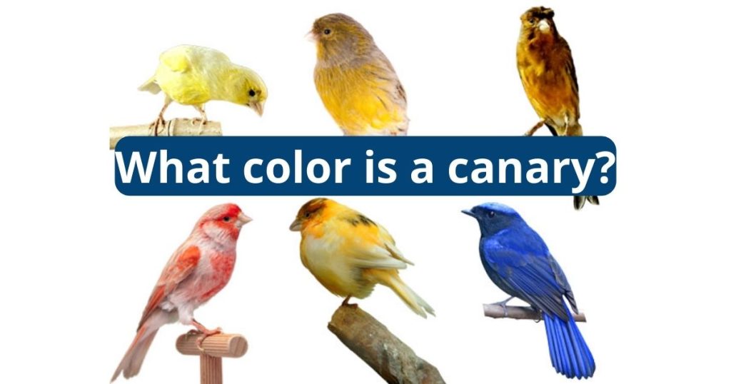 What Color is a Canary