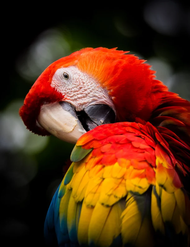 what is a macaw