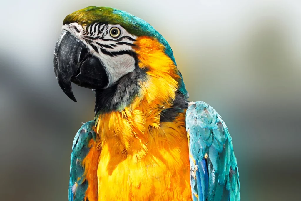 what is a macaw