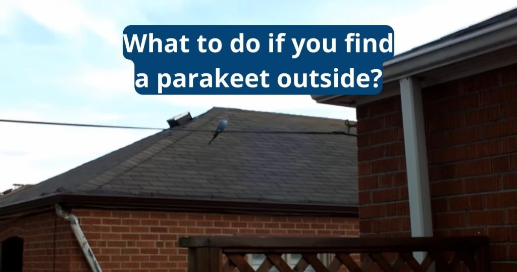 What to Do If You Find a Parakeet Outside