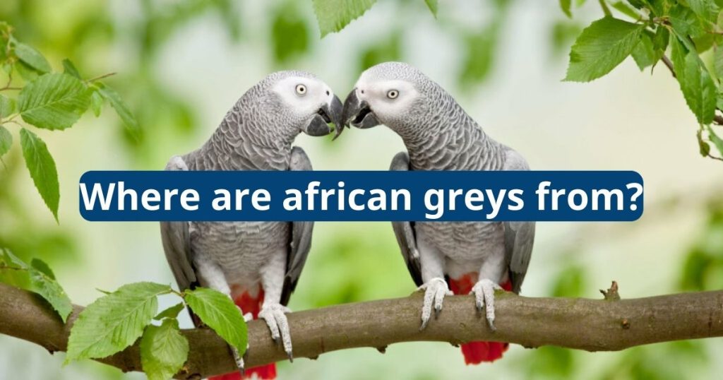 Where Are African Greys From?