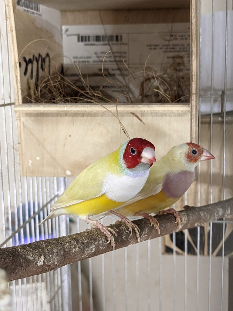 Yellow Gouldian Finch Genetics