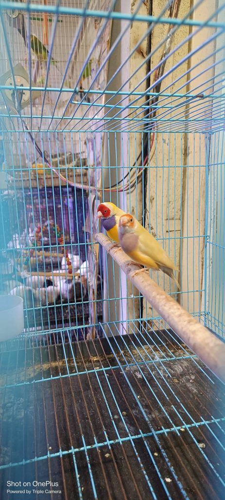 Yellow Gouldian Finch Genetics