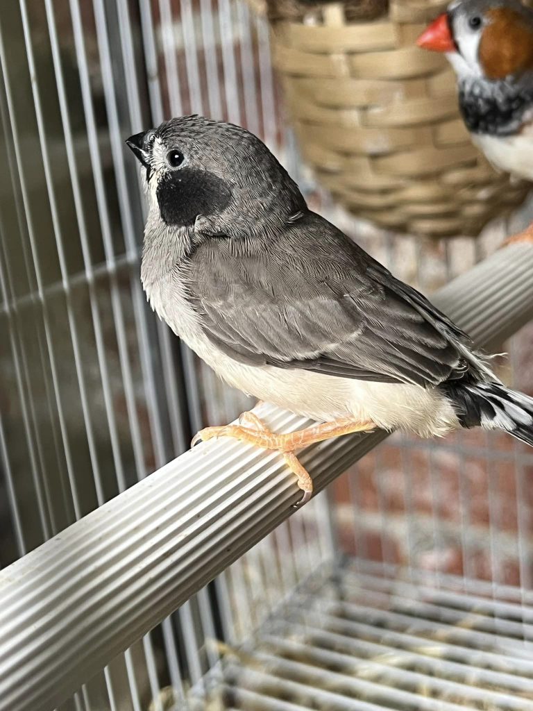 zebra finch black cheek 