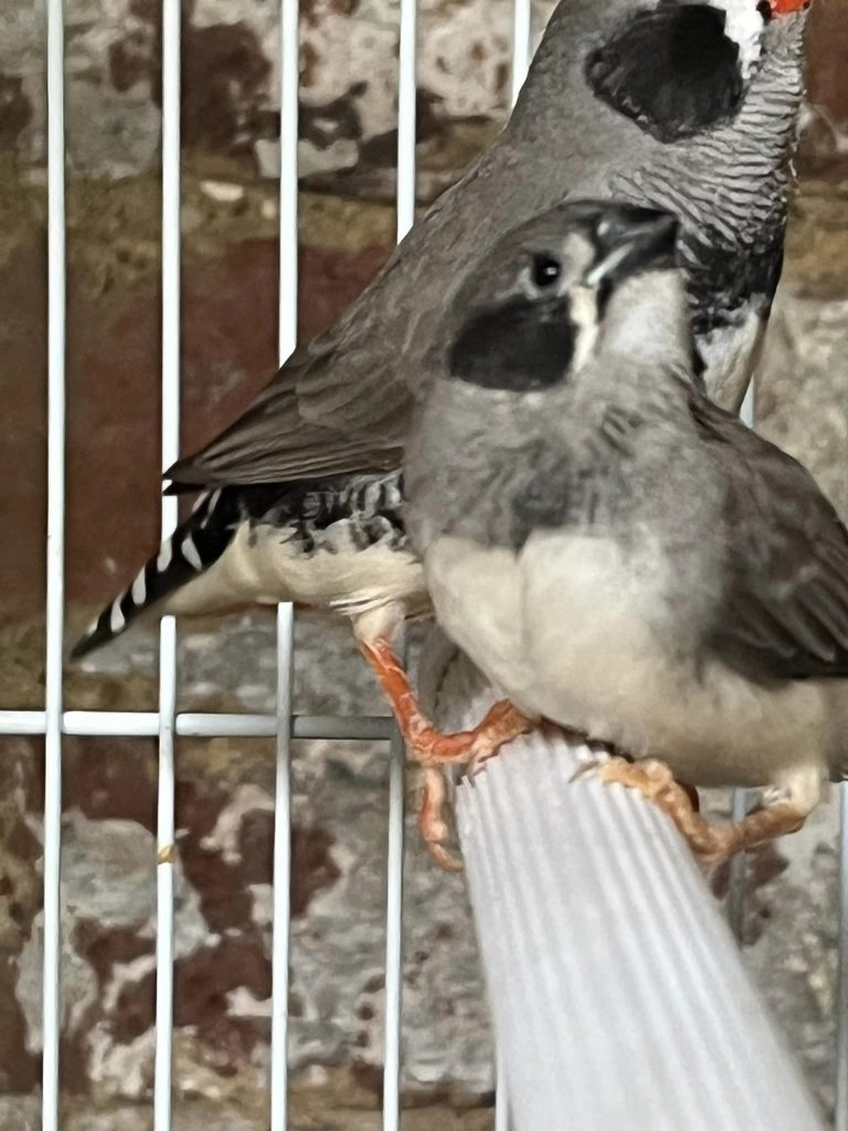 zebra finch black cheek 