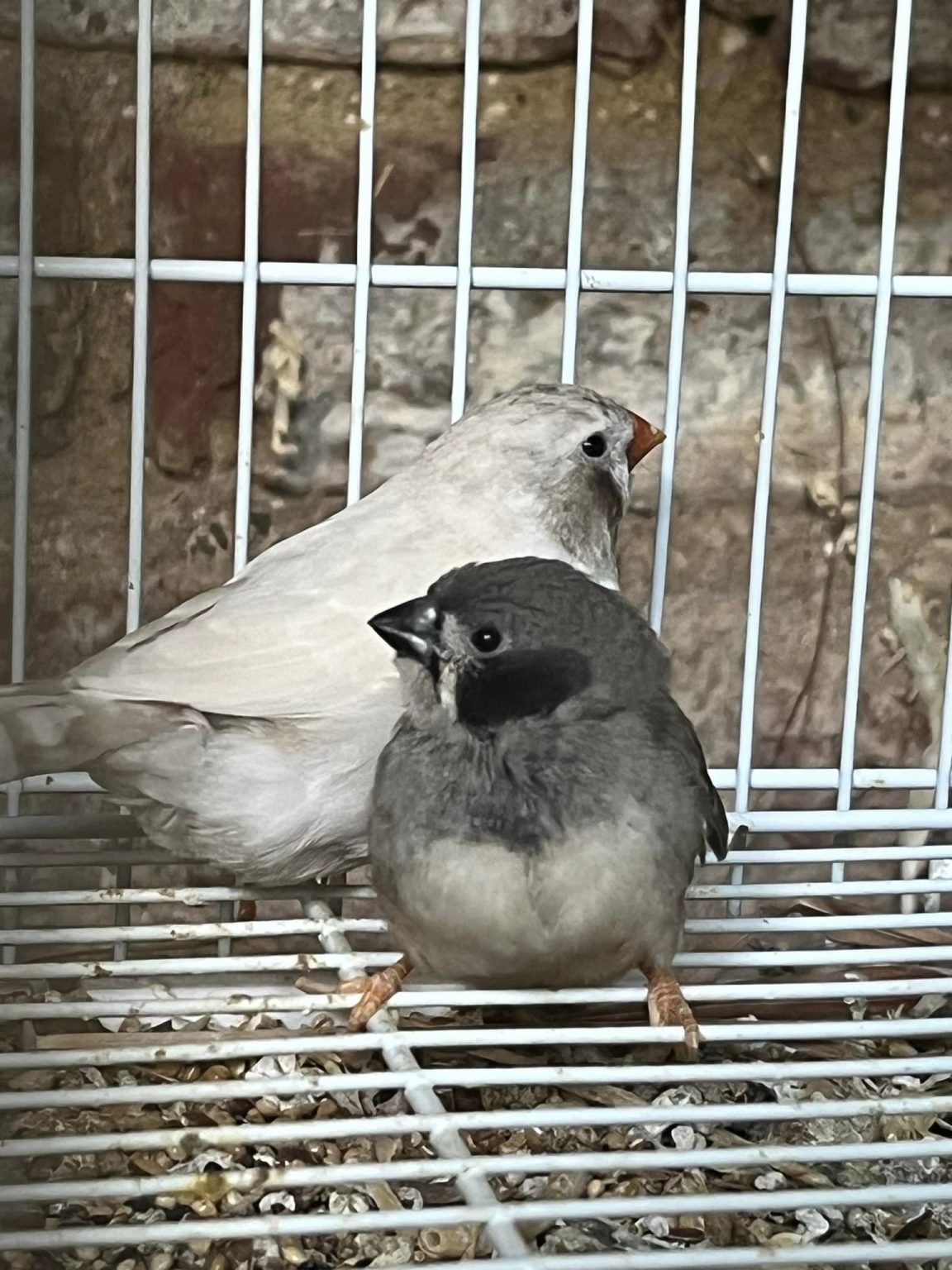Zebra Finch black cheek (Zebra Finch Mutations) - Featherland Bird Cage