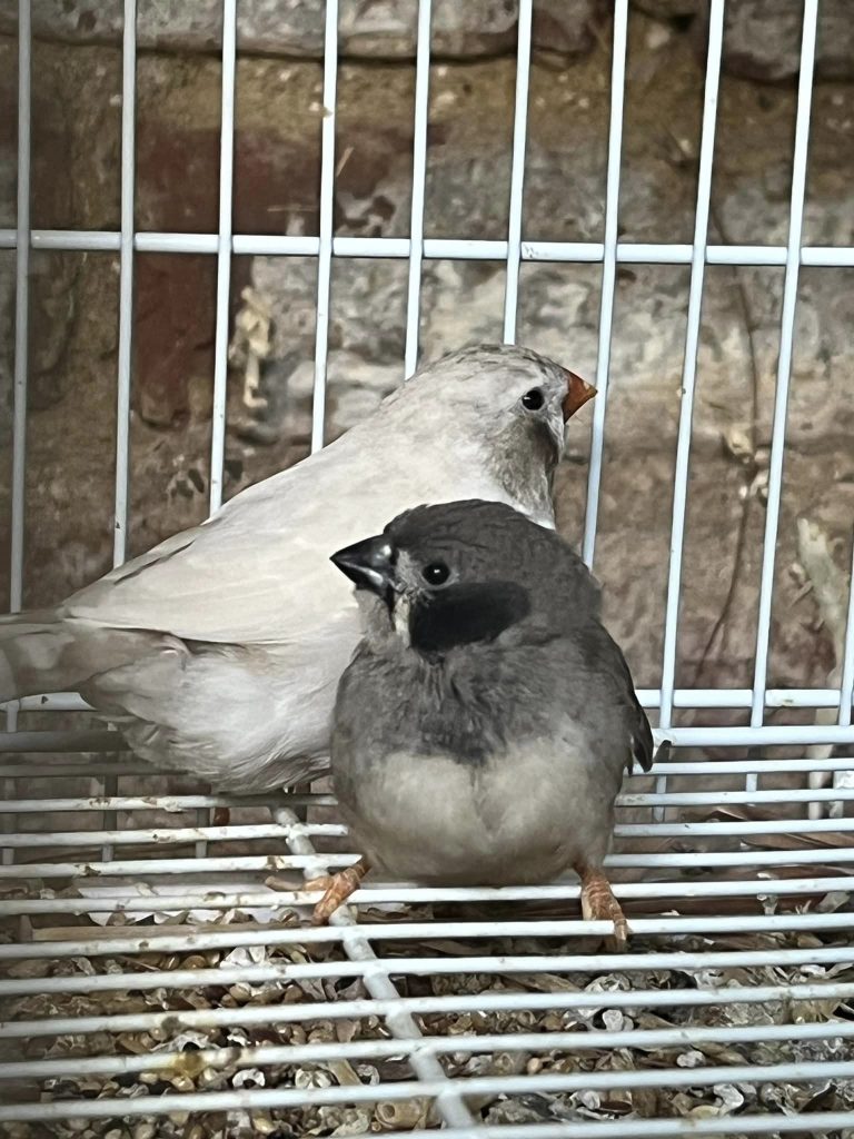 zebra finch black cheek