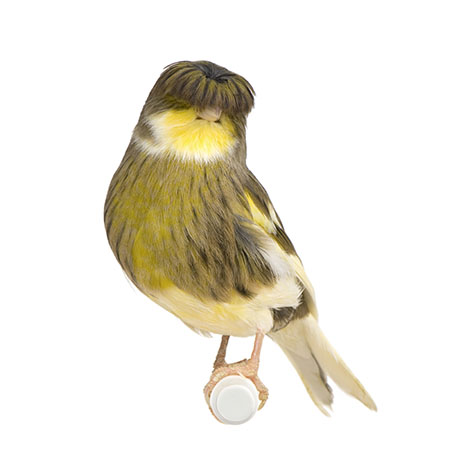 Belgian Canary