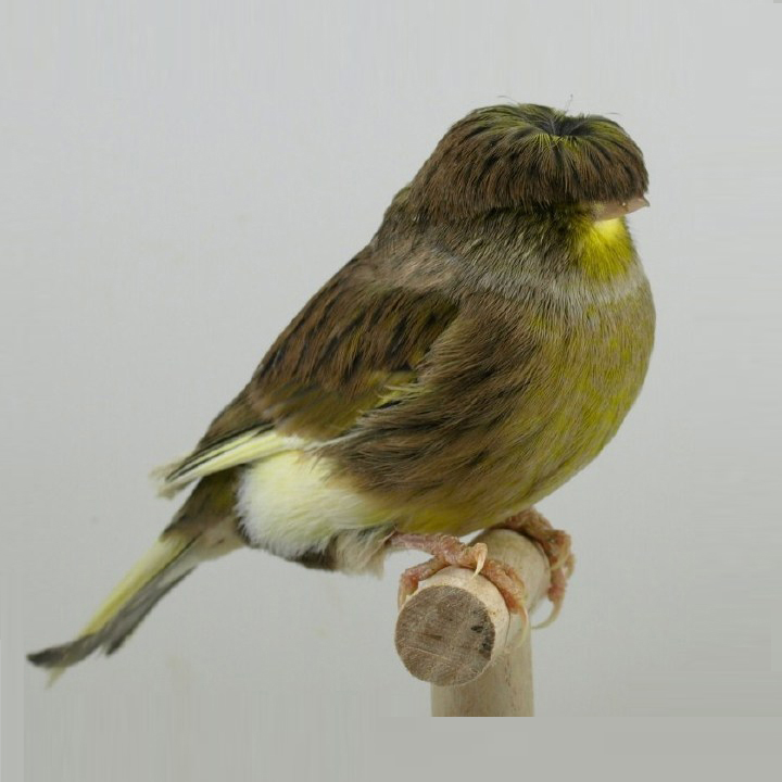 Belgian Canary