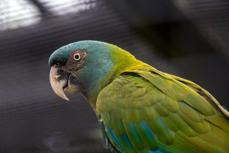 Blue Headed Mini Macaw