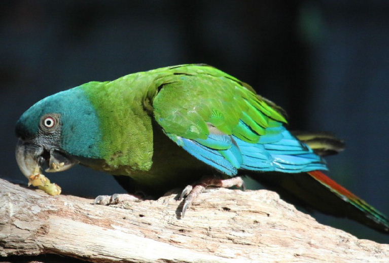 Blue Headed Mini Macaw