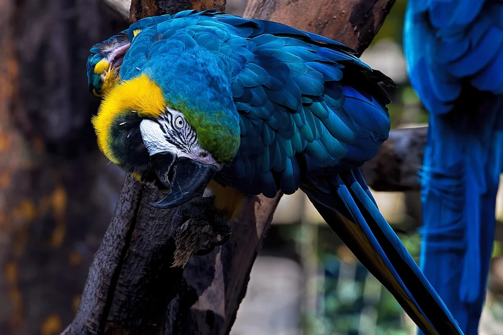 Blue Macaw Feathers