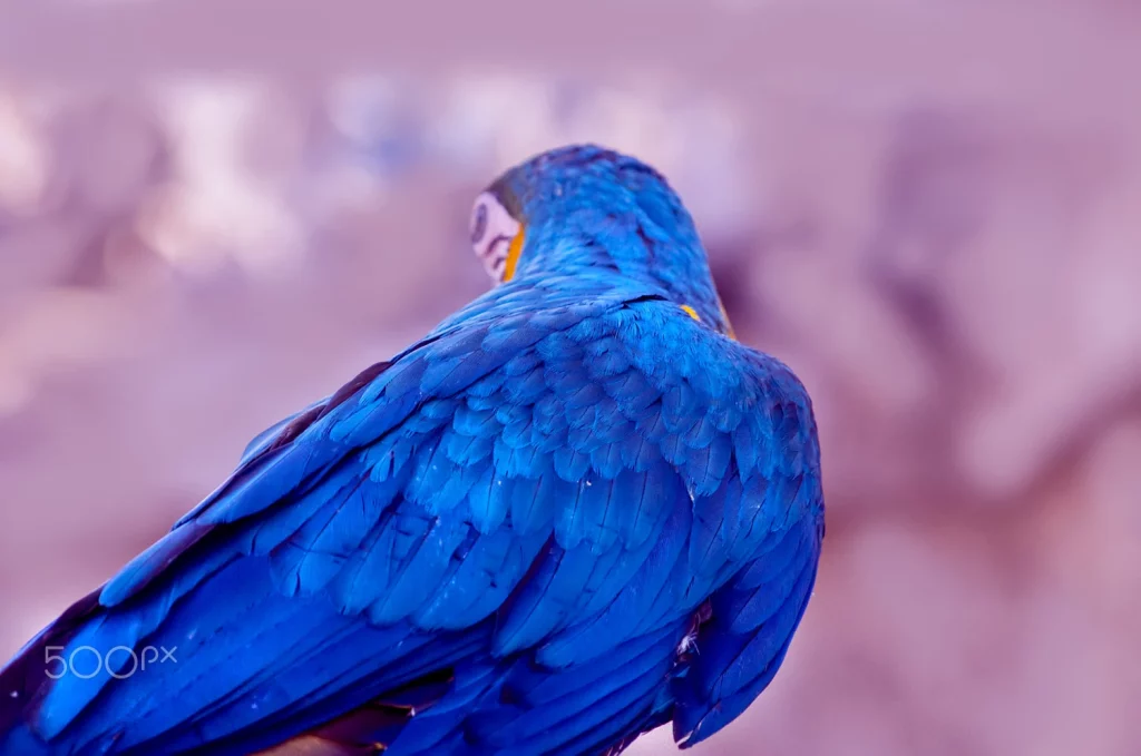 Blue Macaw Feathers