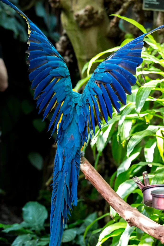 Blue Macaw Feathers