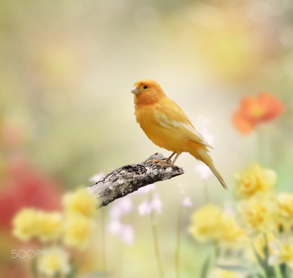 Canary Breeder