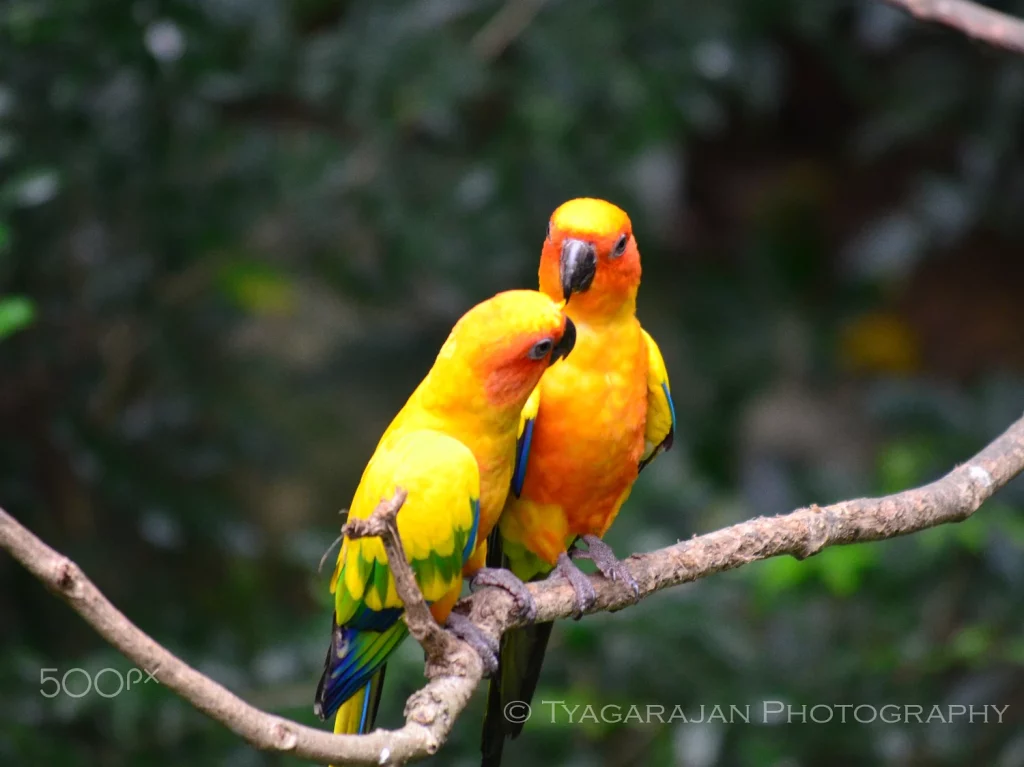 Canary Breeder