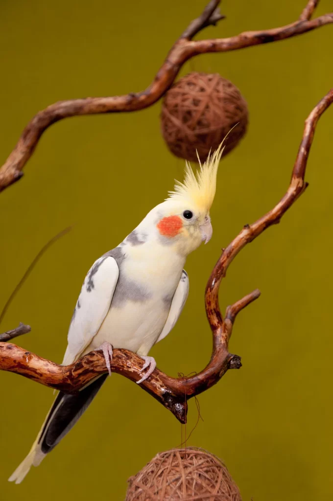 cockatiel bird lifespan
