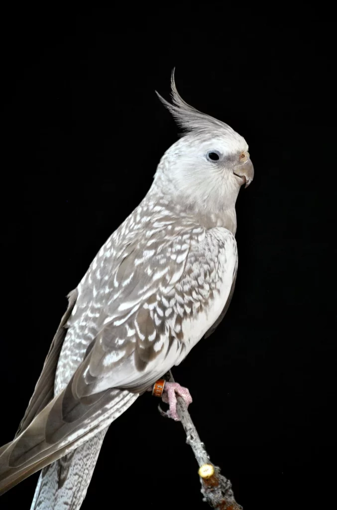 cockatiel bird lifespan
