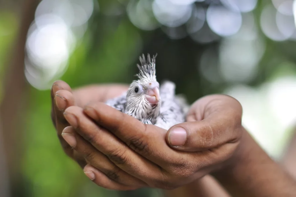 How Big is a Cockatiel