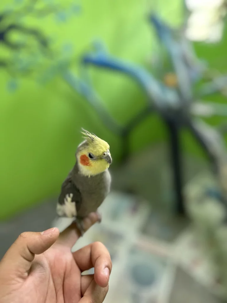 How Big is a Cockatiel