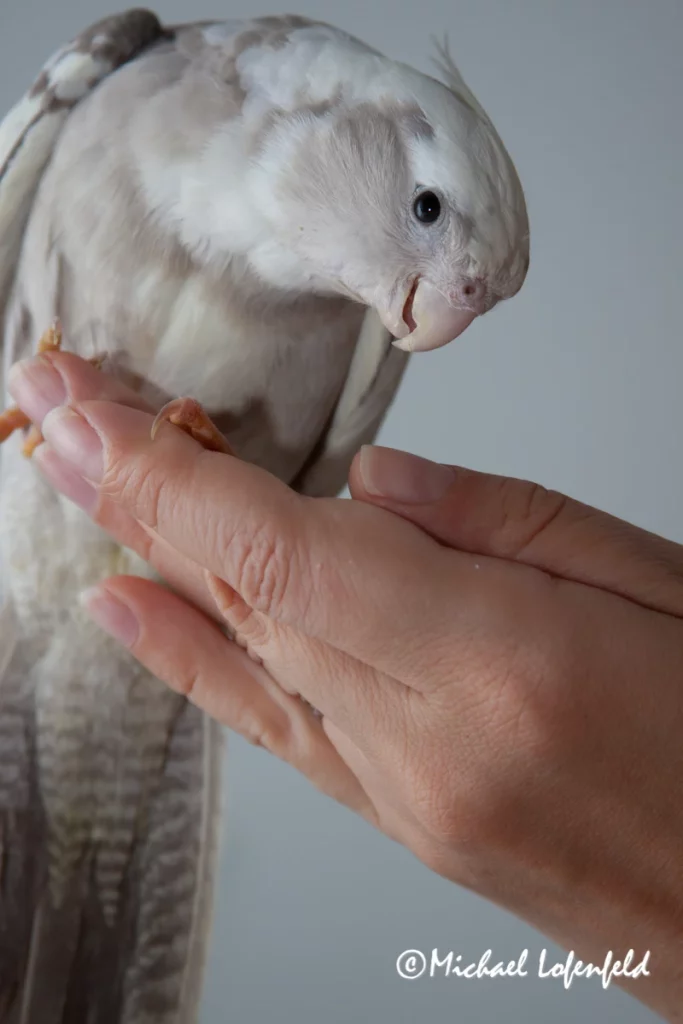 How Big is a Cockatiel