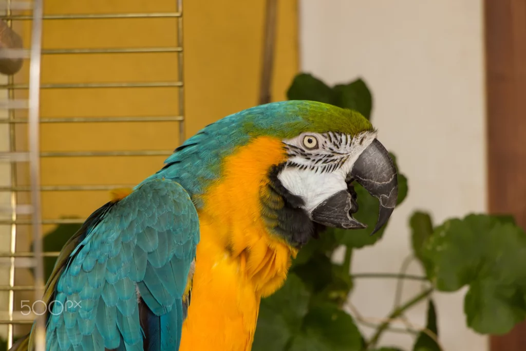 How Big is a Macaw