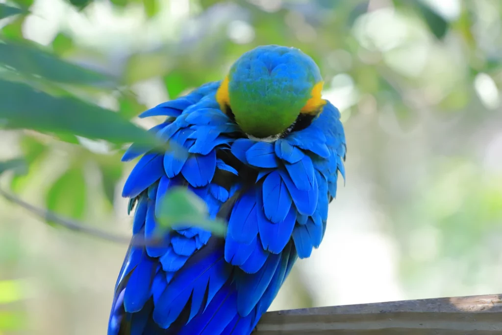 How Long Do Blue Macaws Live