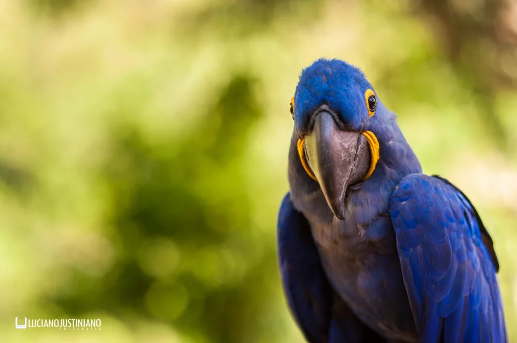 How Long Do Blue Macaws Live