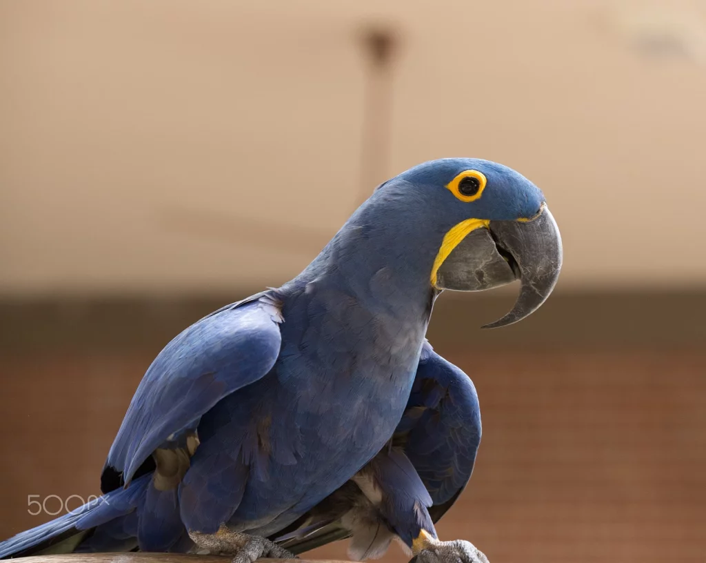 How Long Do Blue Macaws Live