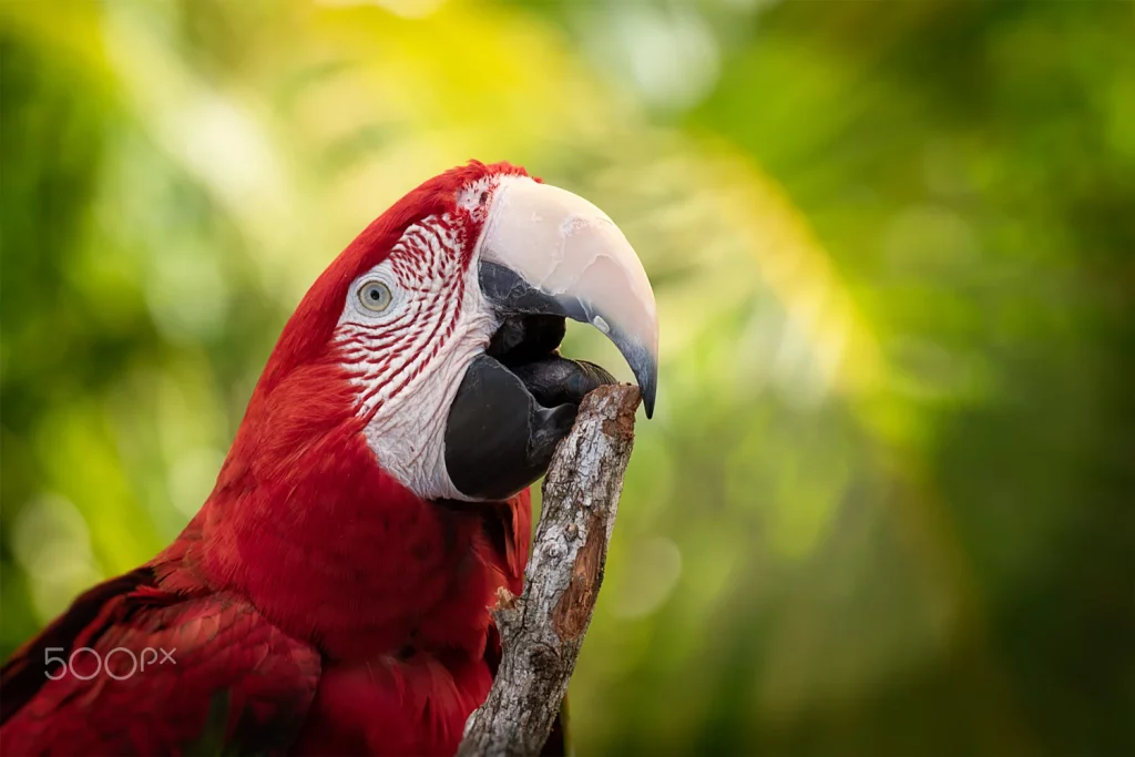 How Long Do Macaws Live in Captivity