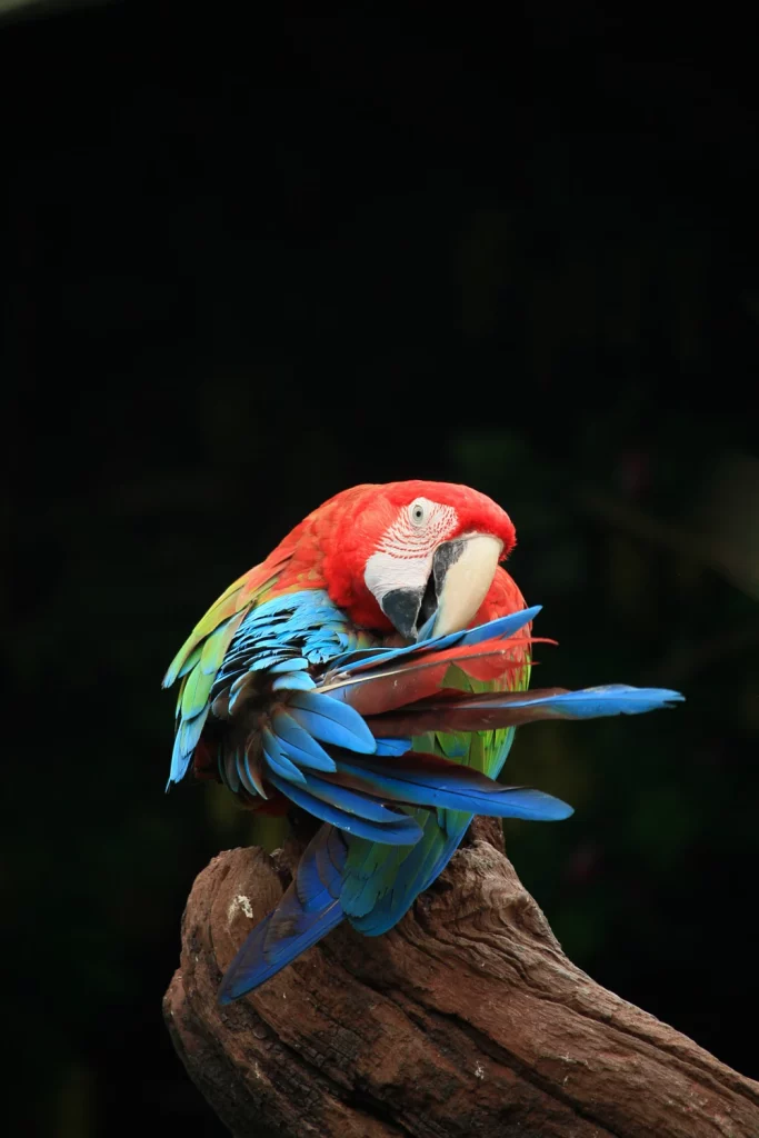 How Long Do Macaws Live in Captivity