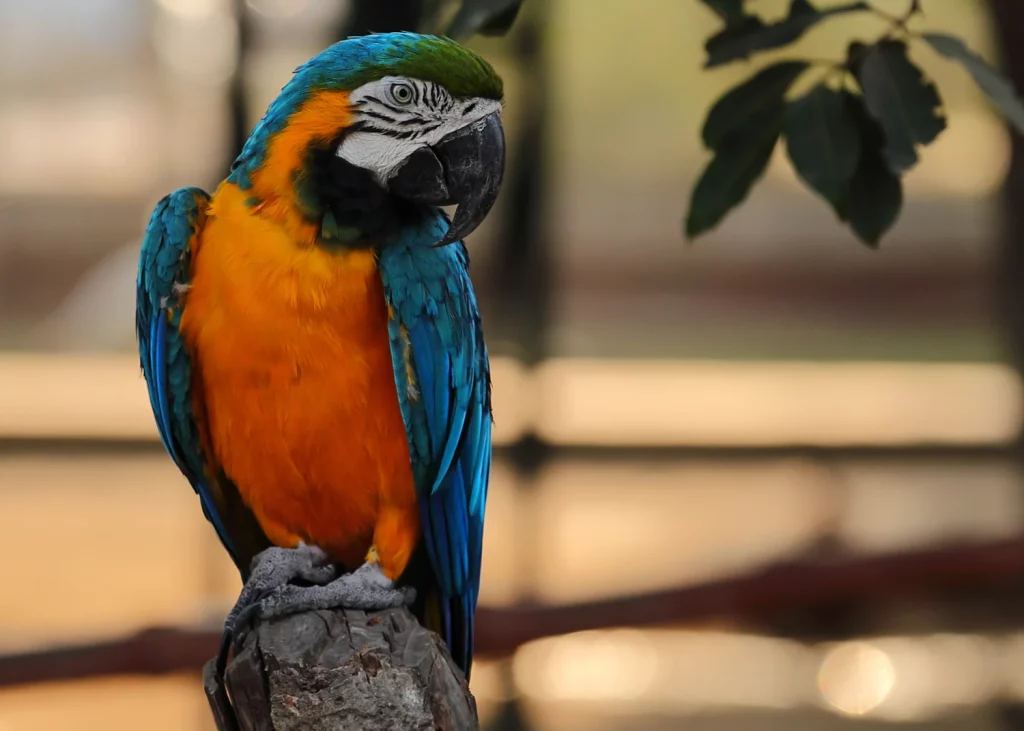 How Much Does a Macaw Weight