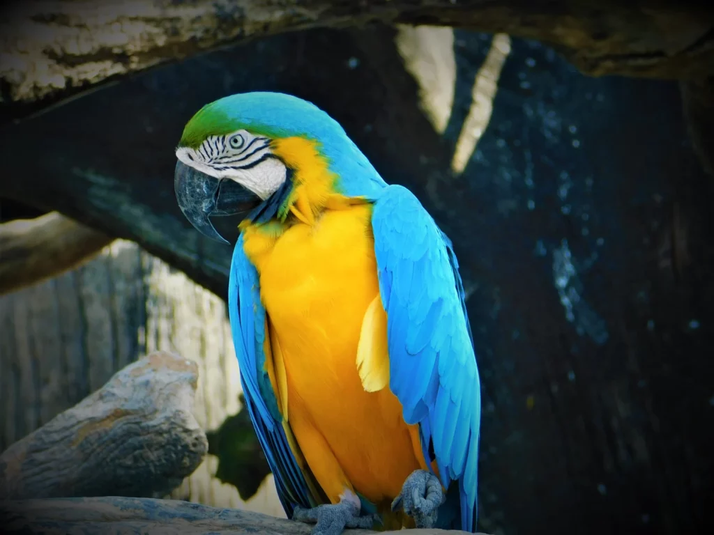 How Much Does a Macaw Weight